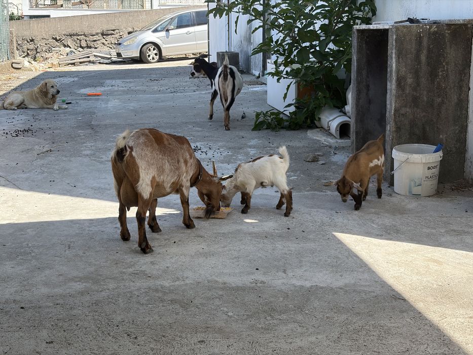 Cabras Racça Anã.