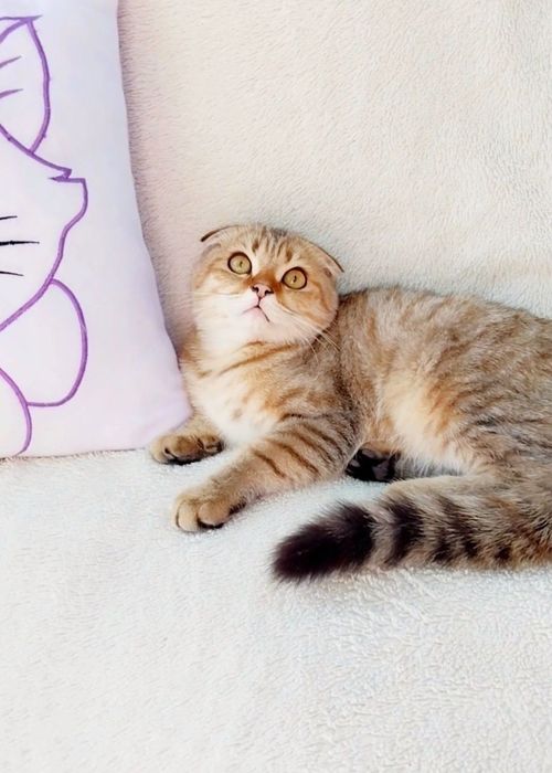 Золотий тигрик хлопчик шиншилка фолдик