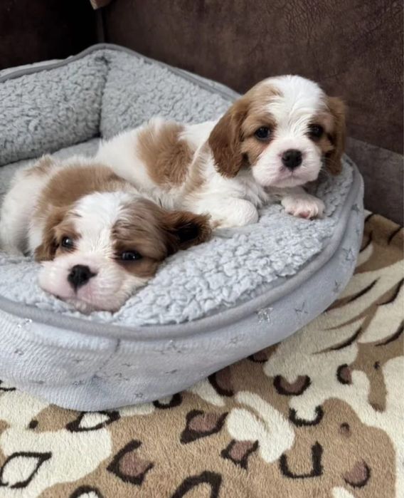 Цуценята Кавалер Кінг Чарльз Спаніель