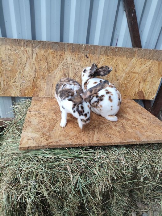 Króliki rex trójbarwny samce