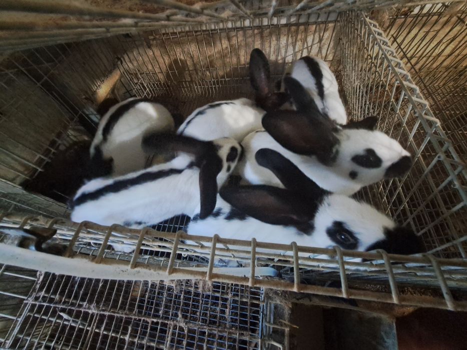 Coelhos borboleta