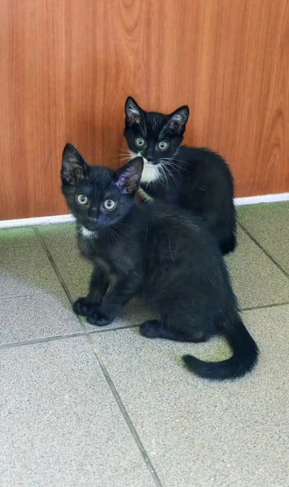Kotki i kocurki 8-12 tygodni,zaszczepione, adopcja.
