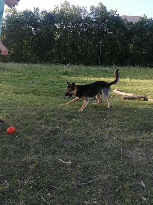 Кобель на злучку