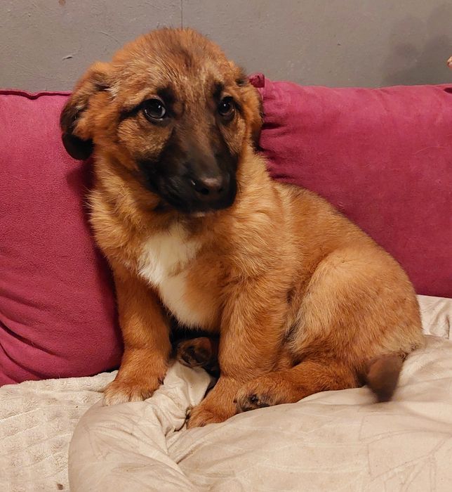 BAJADERKA w typie jamnika  szuka fajnego Domu