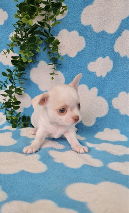 Excelente mini menino Chihuahua/Chiuaua Linhagem Russa,Qualidade