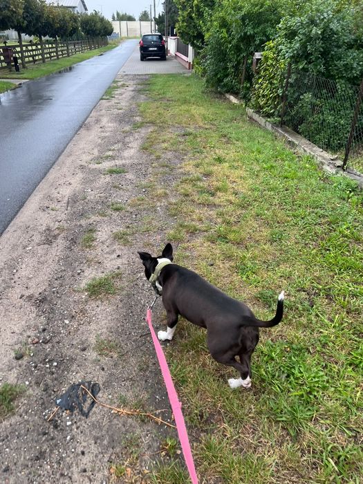 Ammerican Staffordshire Terrier