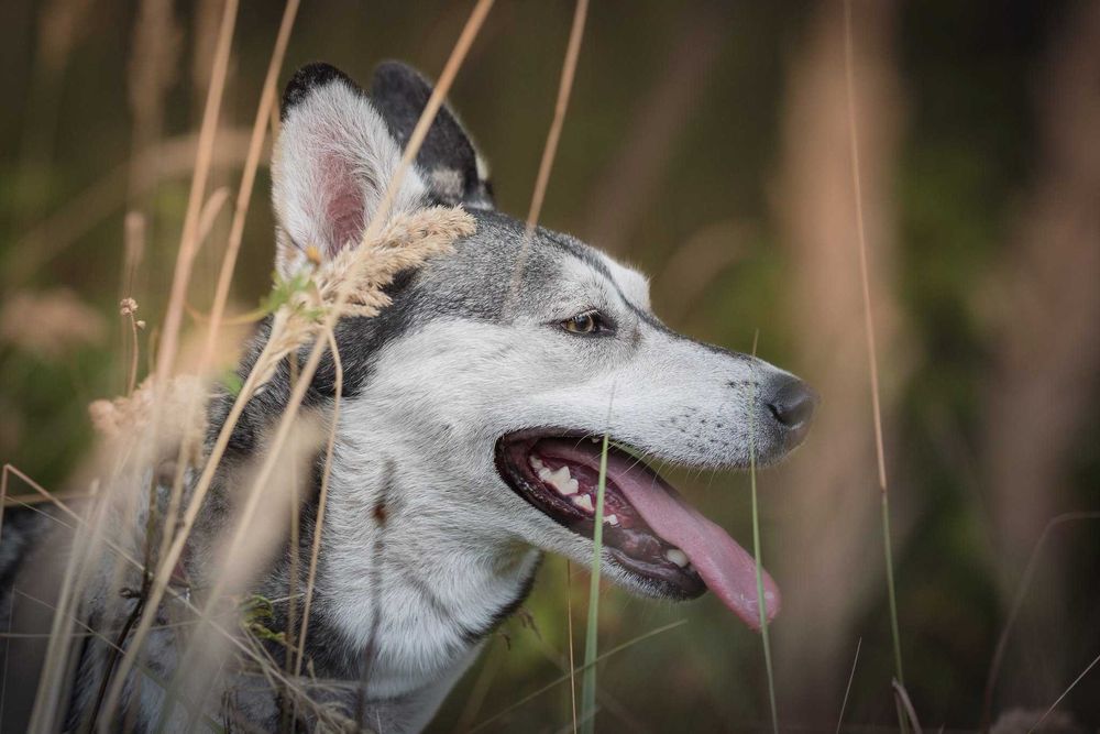 Freja wspaniała suczka mix husky, młoda, delikatna, niebywałej urody