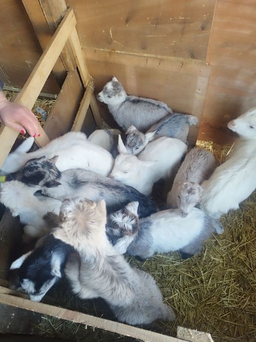 Козлики на развод