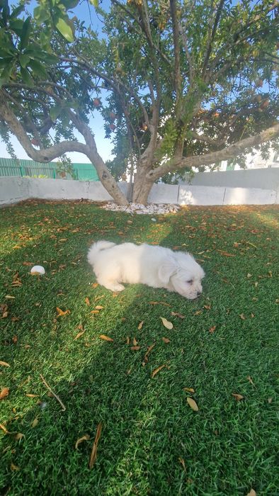 Menino Bichon Maltês disponível
