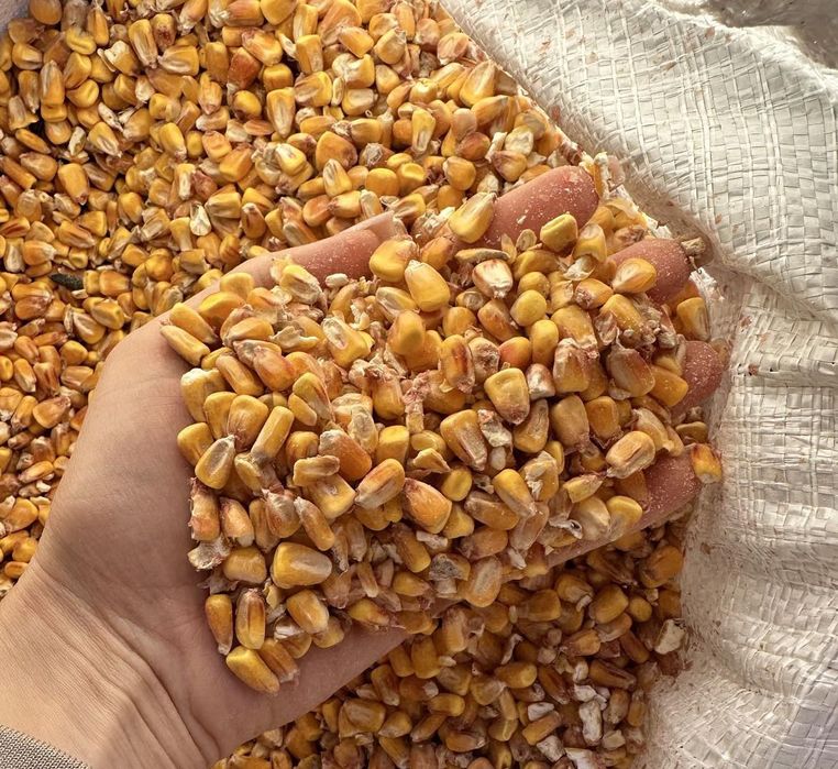 Кукурудза, Ячмінь Пшениця