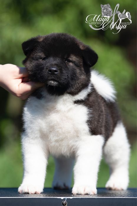 Американська акіта / американская акита / american akita