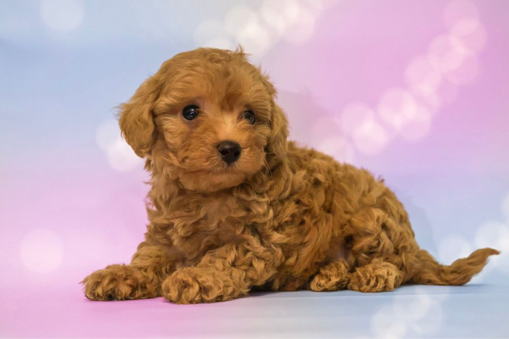 Maltipoo f1b piesek Gucio mama maltipoo tata pudel toy