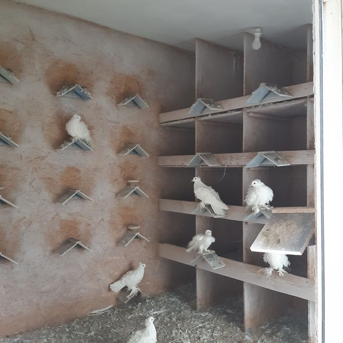Gołębnik ocieplony gołębie