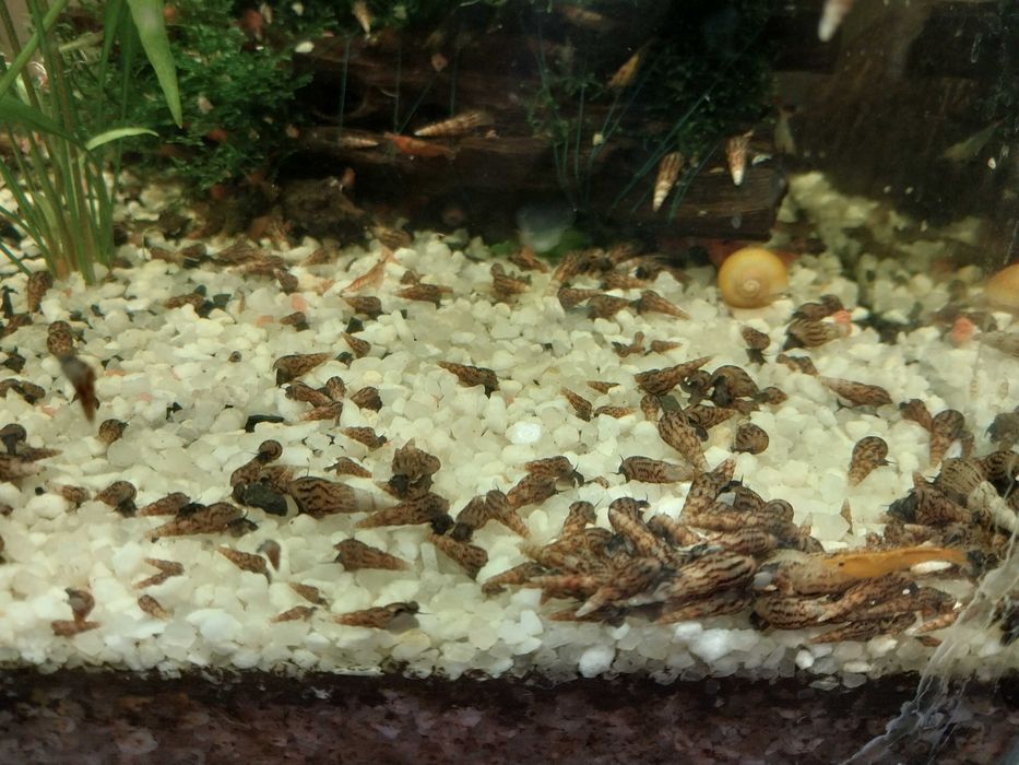 Ślimaki świderki duza ilosc