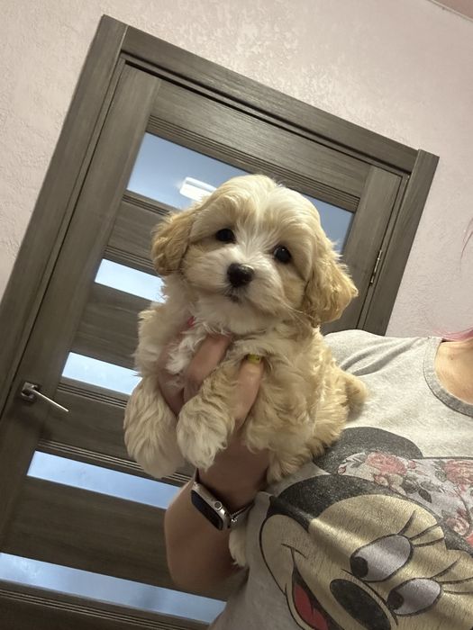 Карамельный мальтипу мальчик