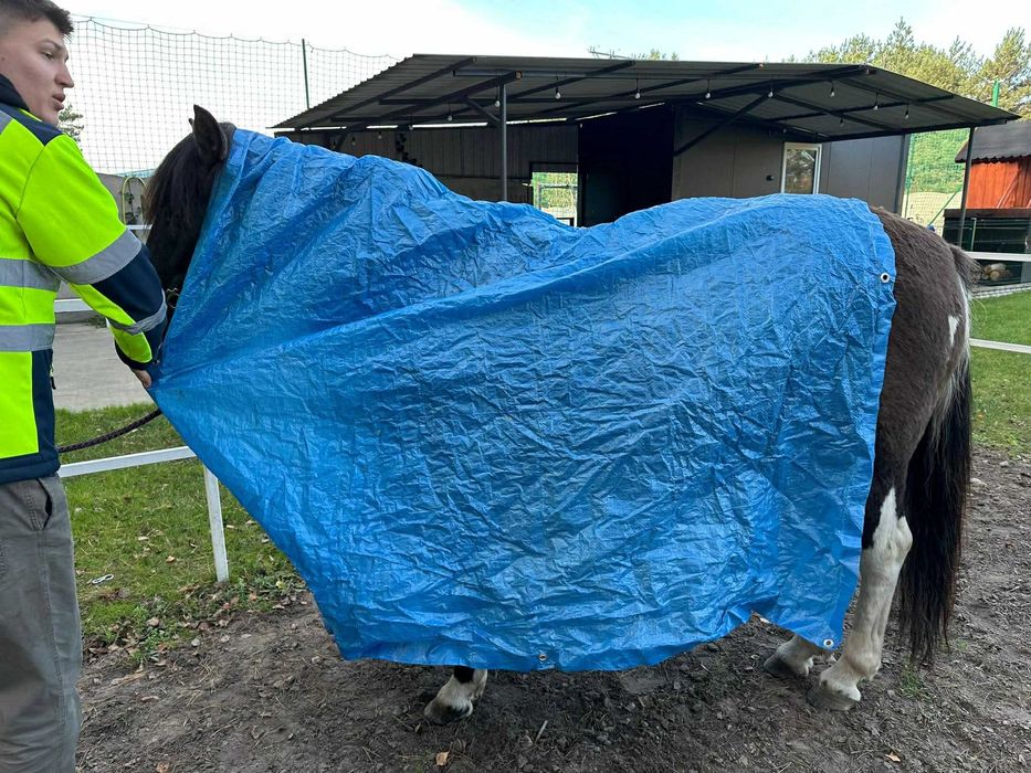Klacz huculska po Azja-W hucuł