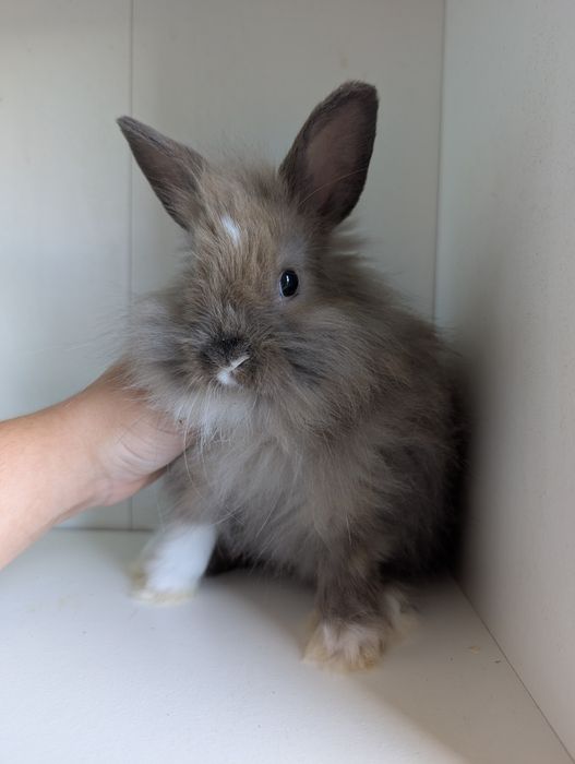 Królik miniaturka, królik mini lop