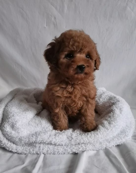 Хлопчик той пудель