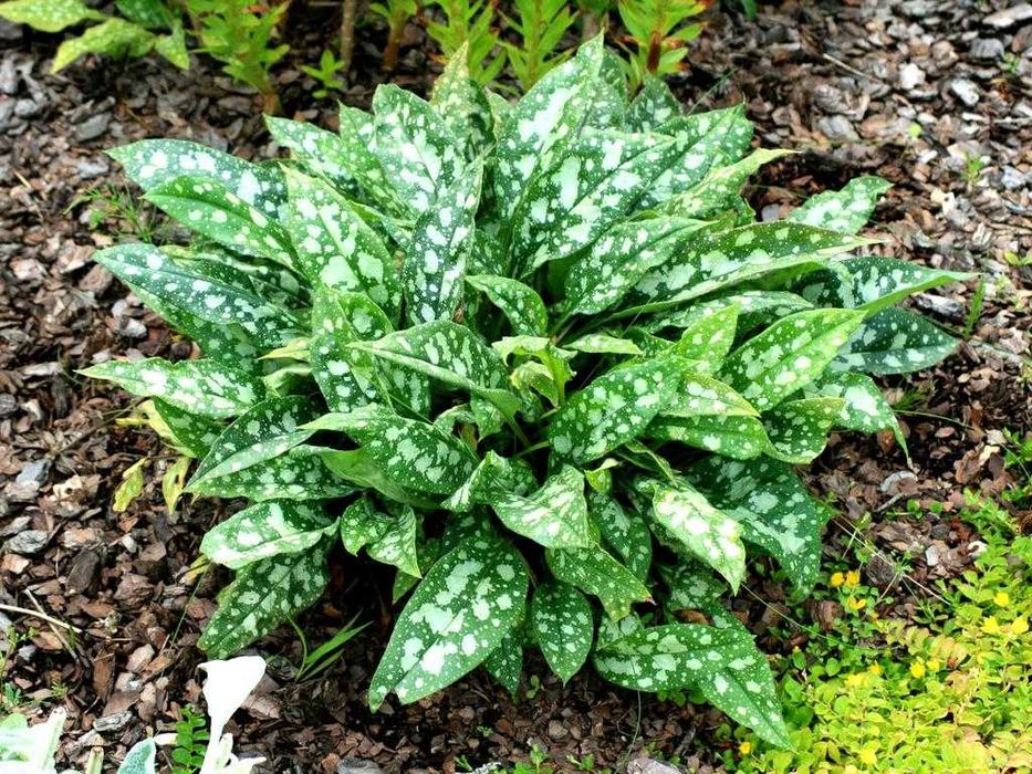 orlik floks funkia rozchodnik konwalia tawulka