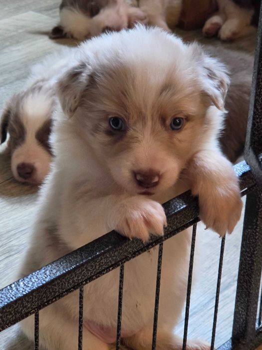 Sunia Border Collie Lilac Merle