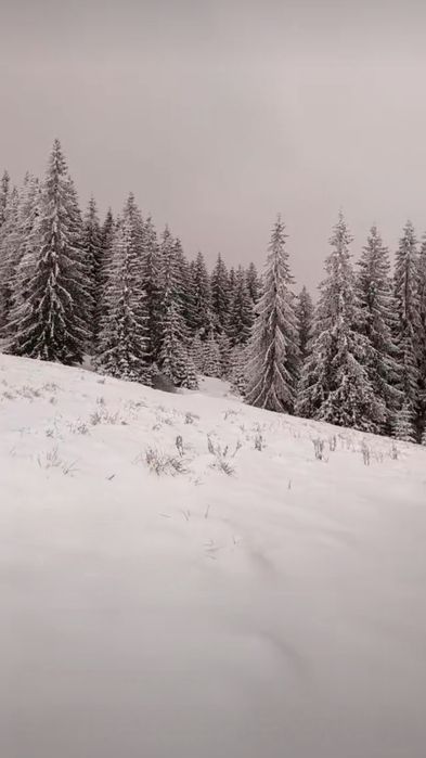 Ділянка оточена лісом