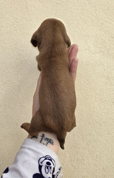 Teckel Miniatura Macho Castanho