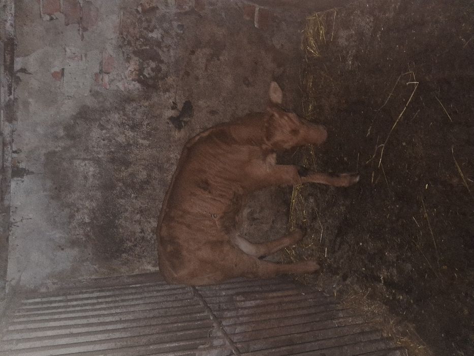 Продам молодого бичка