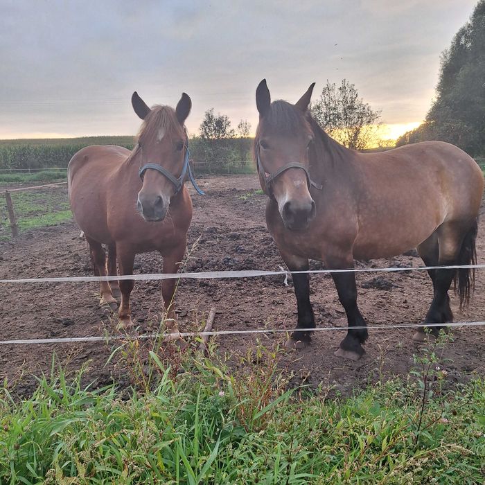 Sprzedam klacz zimnokrwista