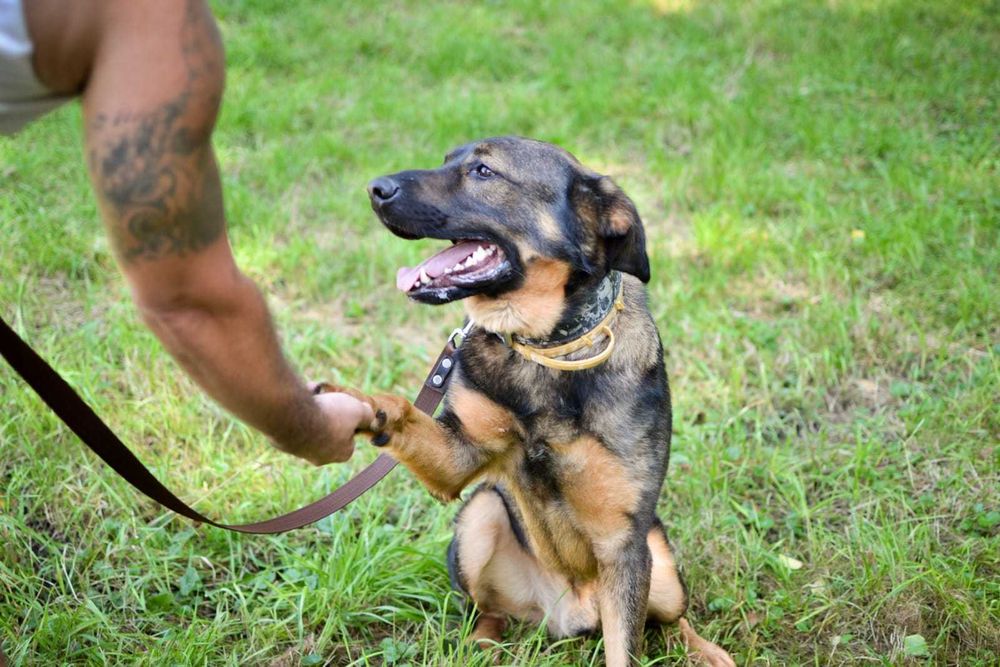 Młody zjawiskowy Simba szuka domu