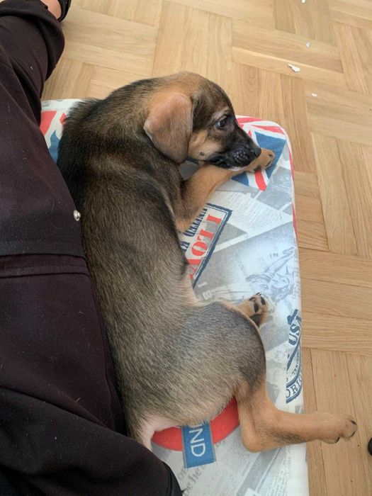 Frodo pogodny i czuły szczeniak