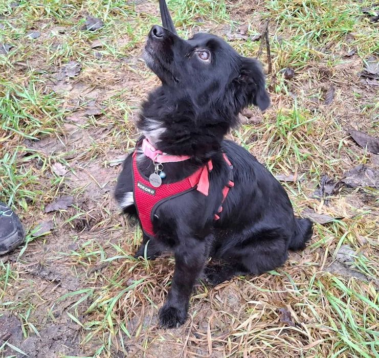 Mała młoda Czika szuka domu