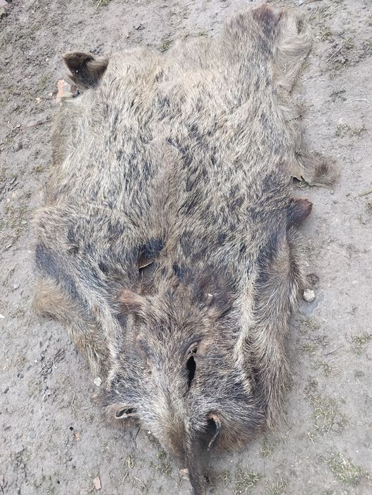 Шкіра дикого кабана