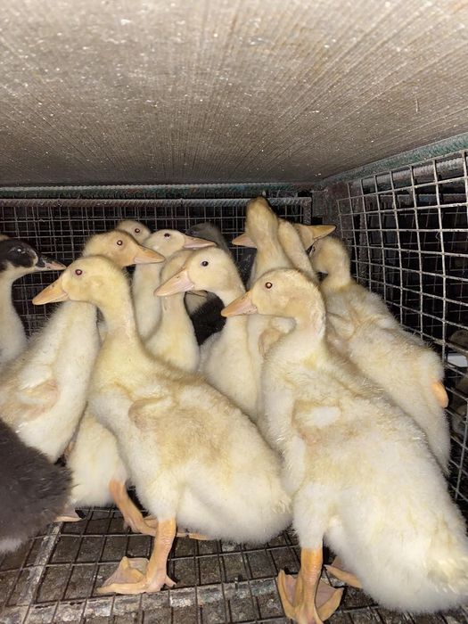 Муларди підрощені 3 тиж,