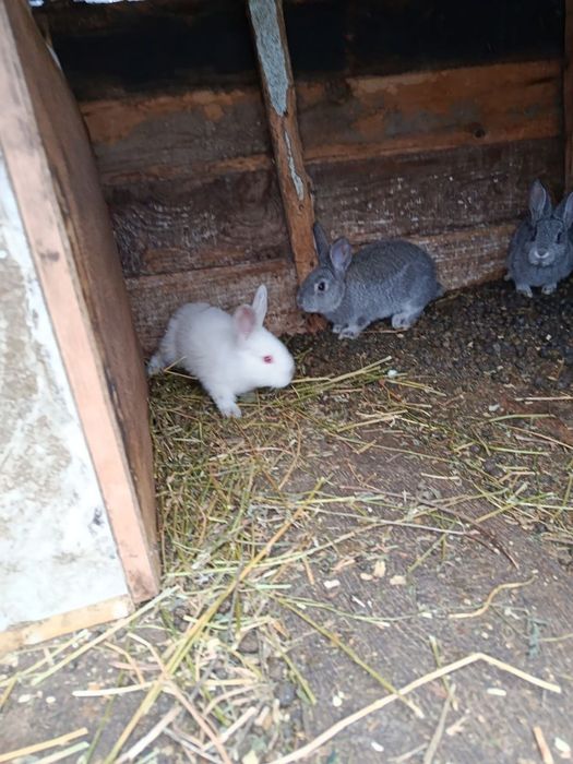 Продам кроленят.