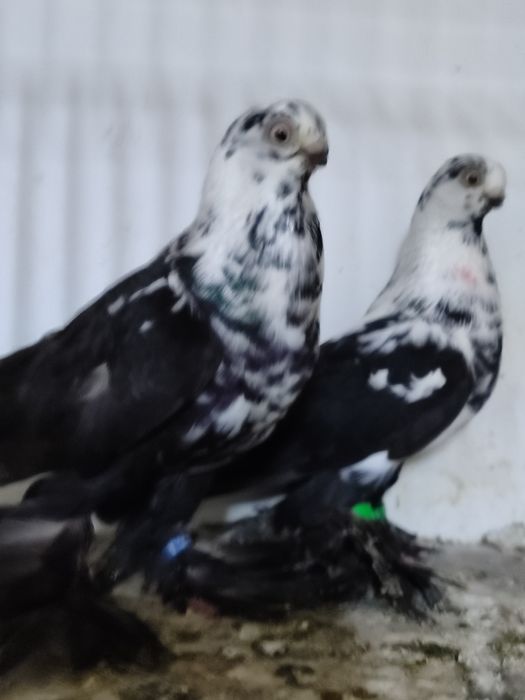 Motyle warszawskie  para