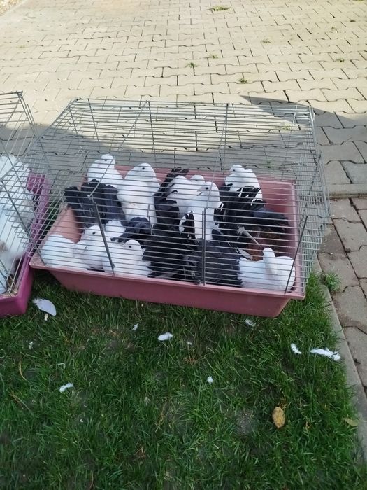 Gołębie ozdobne Pawiki