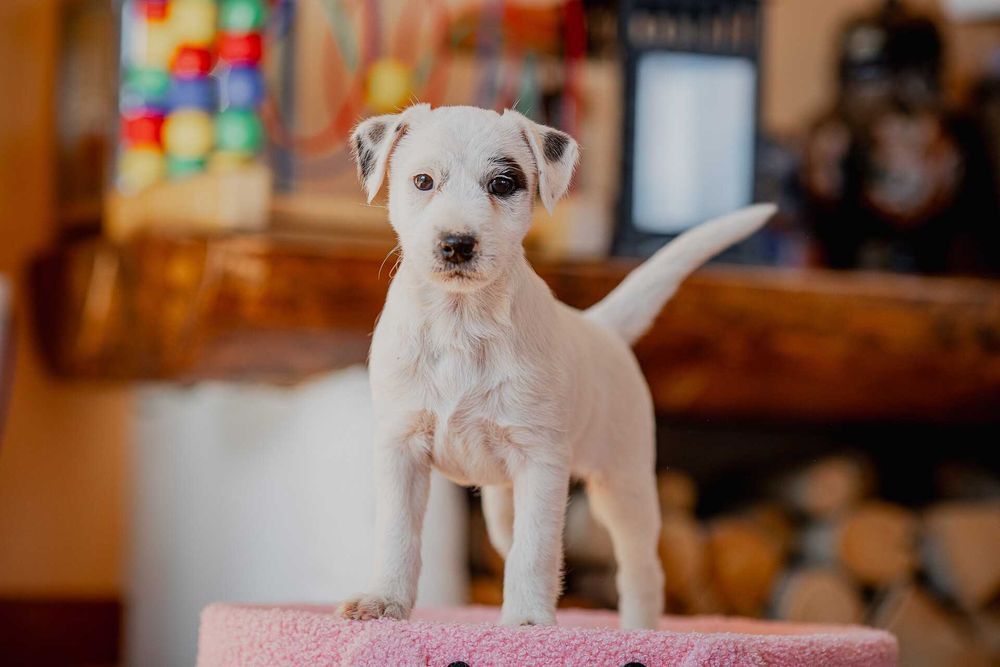 Parson Russell Terrier FCI - gotowa do odbioru