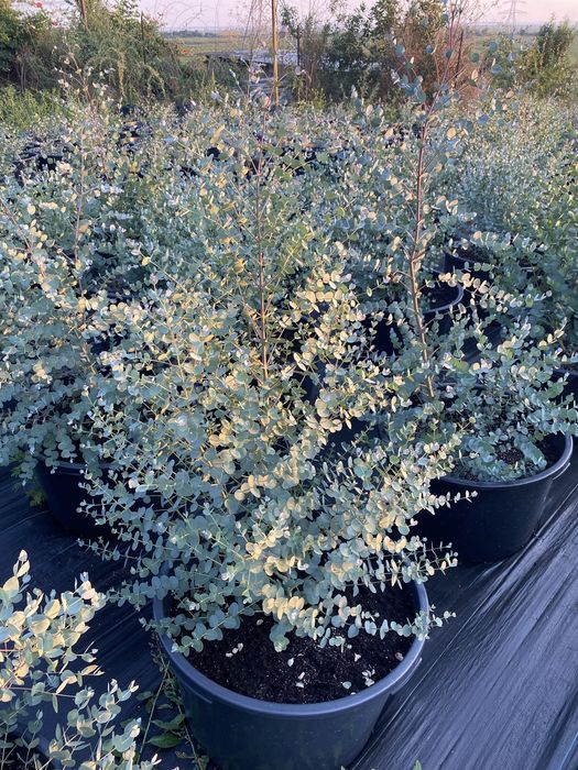 Деревья Эвкалипт Гунни Eucalyptus Gunni евкаліпт гунні гунніі ганна євкаліпт