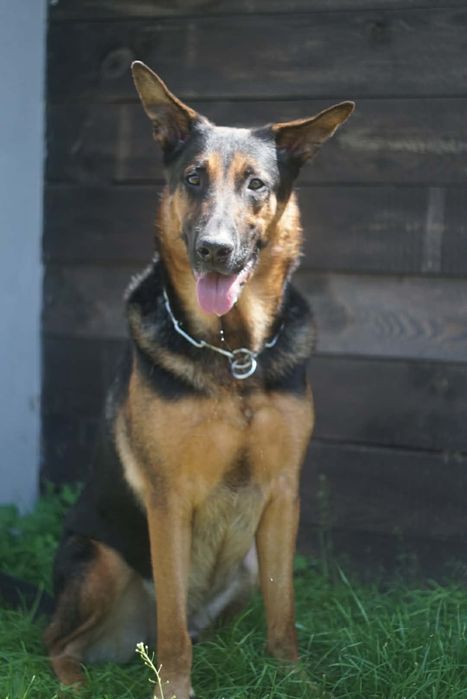 ARES szuka najlepszego domu