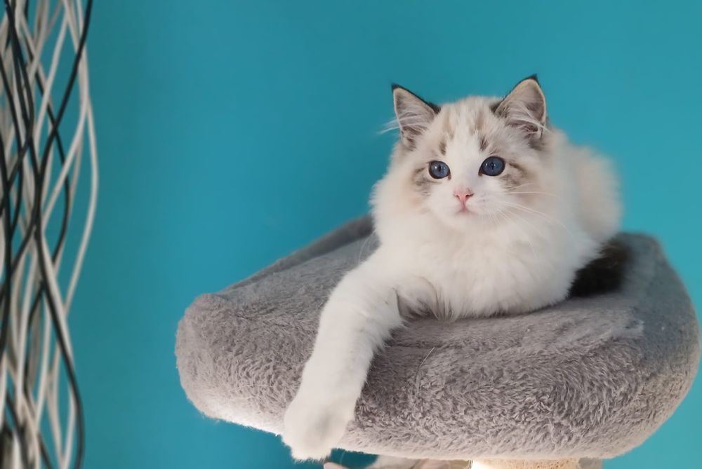 Piękna dziewczynka Ragdoll o  wspaniałym charakterze