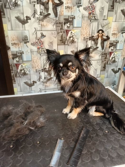 Хортицкий район. Стрижка собак и кошек.