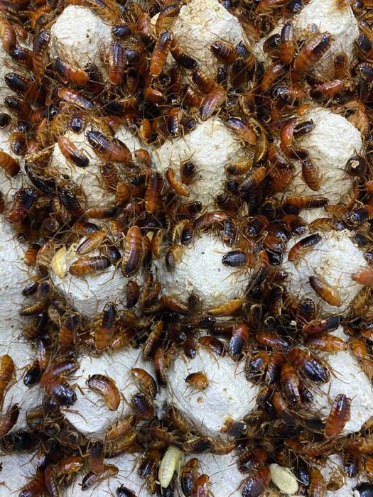 Karaczany tureckie – wylęg, medium i BIG!