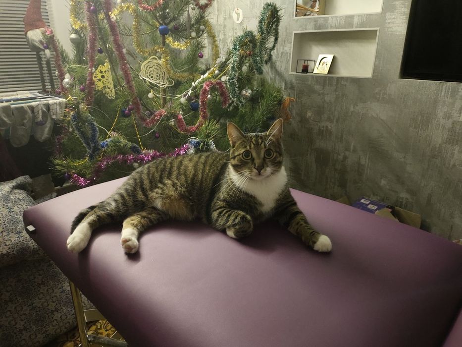 Новинка! Кушетка автоматична переносна від виробника. Рік гарантії