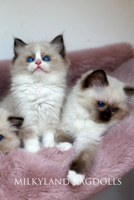 Śliczny cudowny seal mitted  Ragdoll