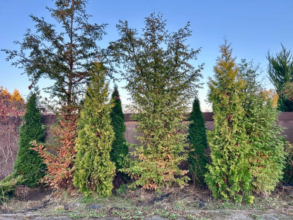 ogrodzenie z siatki z bramą, furtką i roślinami długość 20m