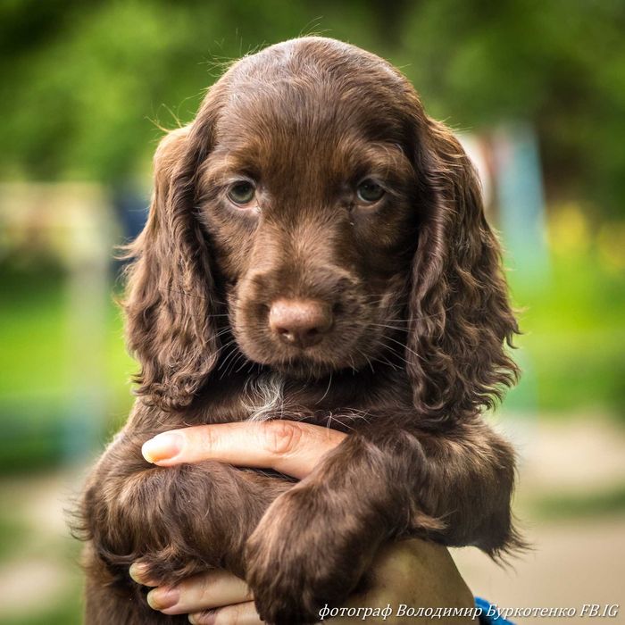 Щенки (цуценята) английского кокер спаниеля редкого шоколадного окраса