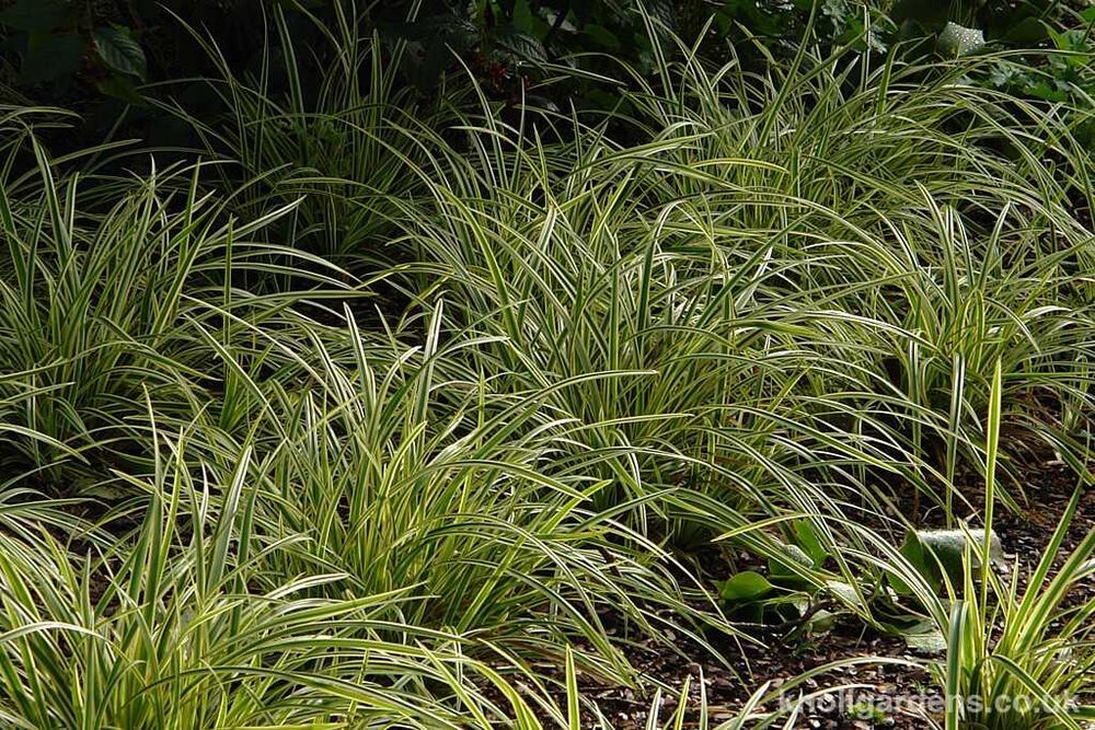 Turzyca morrowa "Ice Dance" i "Vanilla Ice"