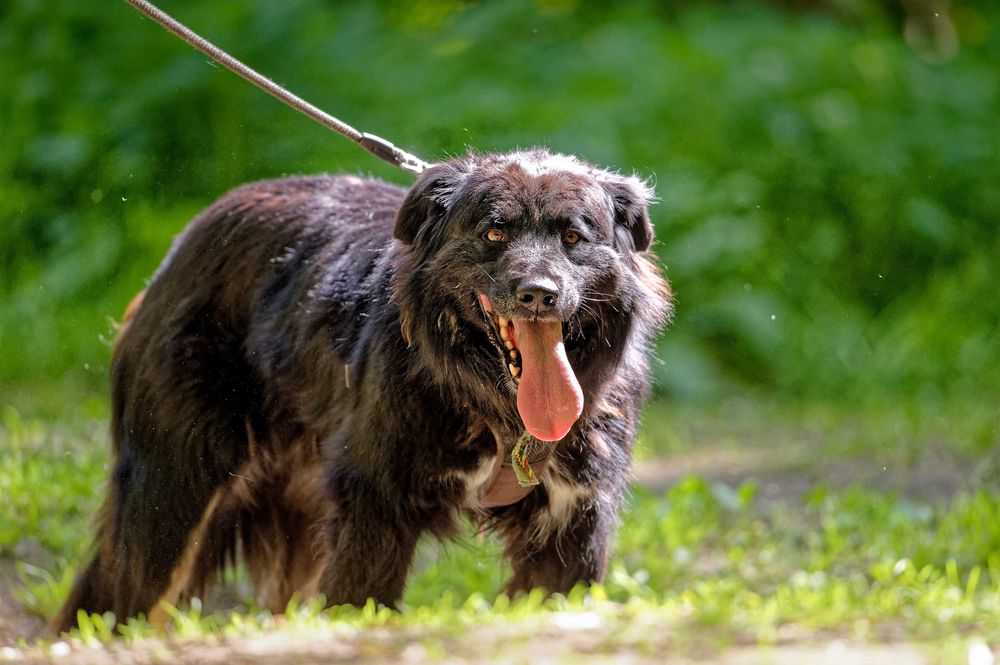 Corso- adoptuj a twój świat będzie piękniejszy [FILM]