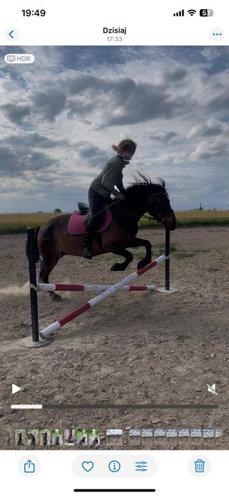 Klacz huculska programowa