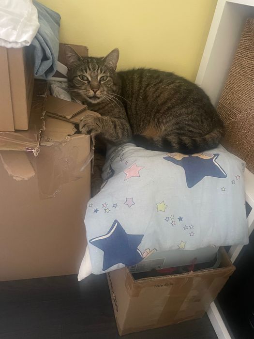 Zaginiony kot szarobury Tigi z Czarnej Białostockiej